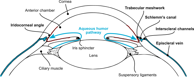 Aqueous humor pathway