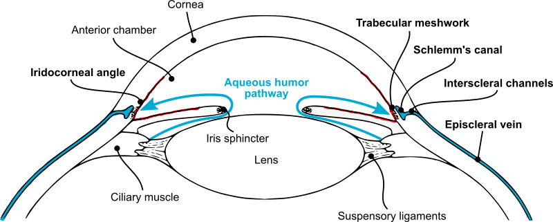 aqueous-humor-pathway-openclipart