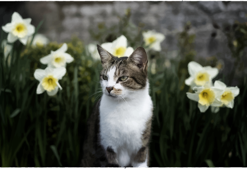 cat and daffodils