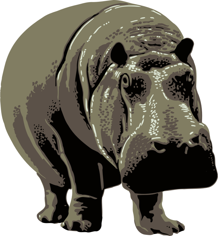 Hippopotamus