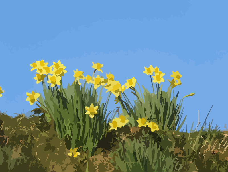 daffodils-01