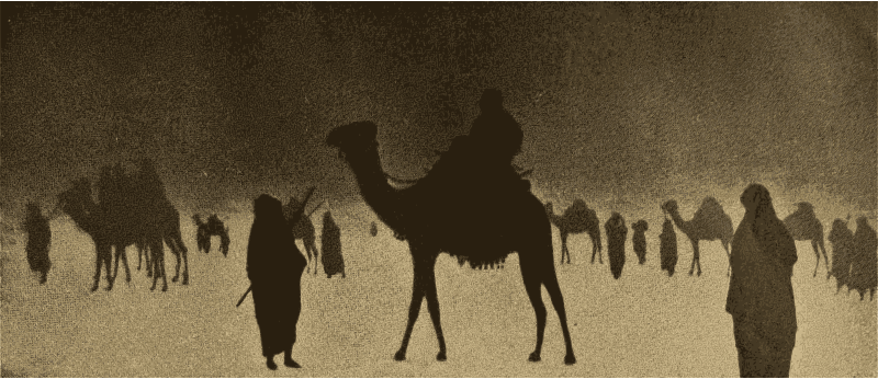 Camels in the Desert