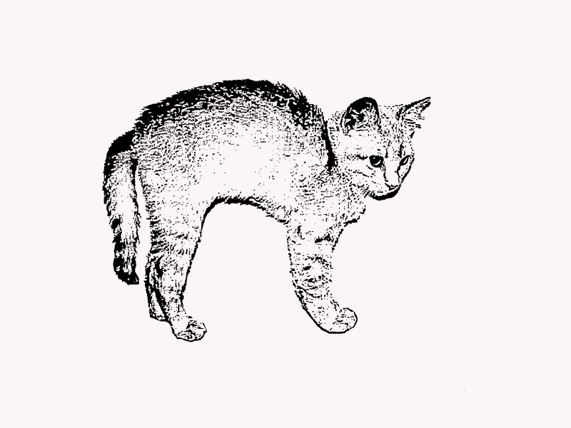 Tabby Kitten with Arched Back