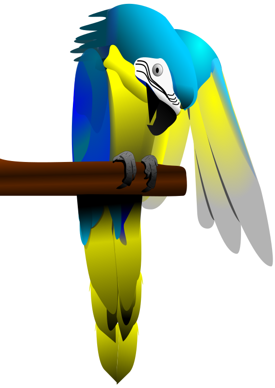 Blue and Yellow Macaw Parrot
