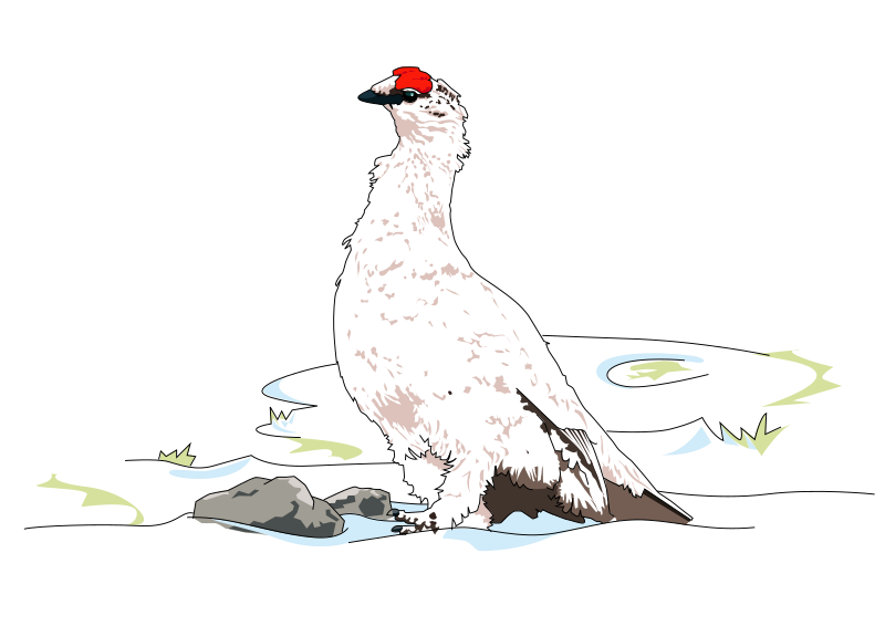 Alpine Ptarmigan