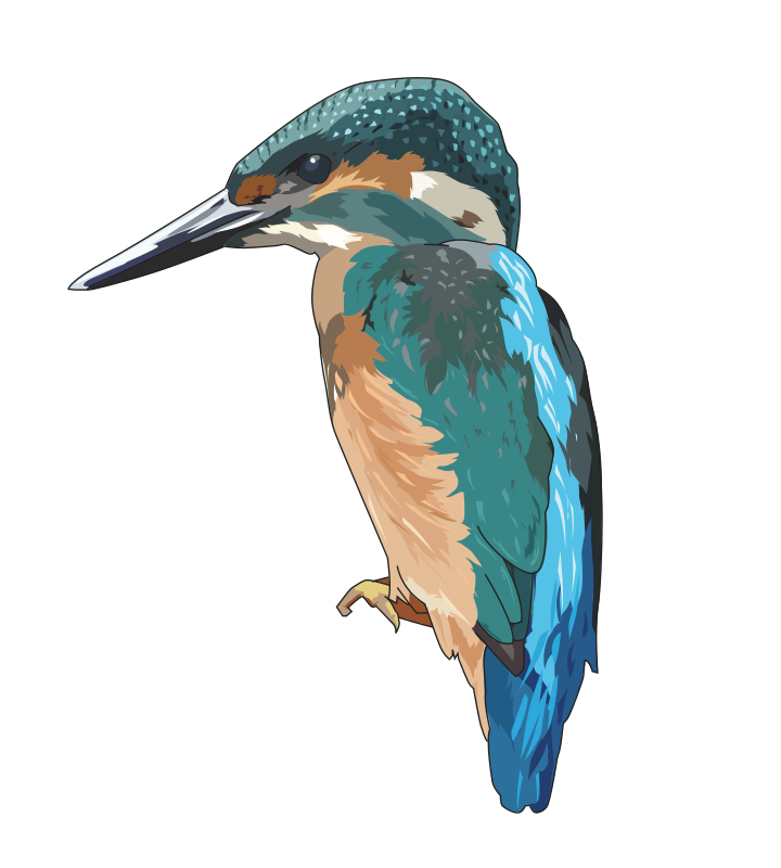 Kingfisher