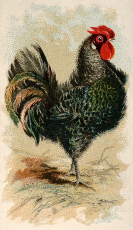 Cigaretted card - Black Frizzled Fowl