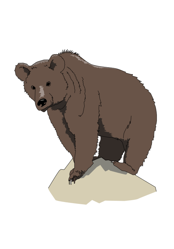 Brown bear