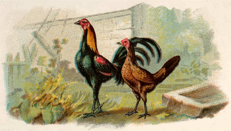 Cigarette card - Black Red Game Bantams