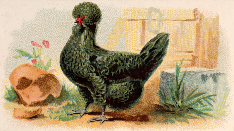 Cigarette card - Creve Coeur Hen