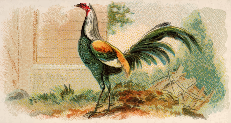 Cigarette card - Duckwing Game Fowl