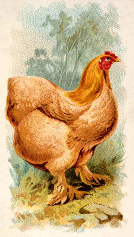 Cigarette card - Buff Cochin China Hen