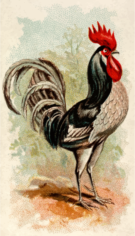 Cigarette card - Andalusian Cock
