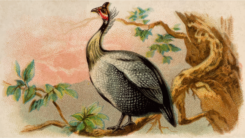 Cigarette card - Guinea Fowl