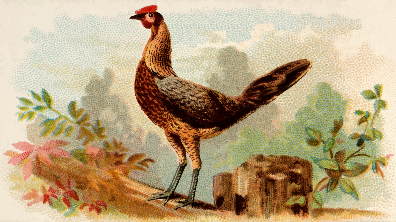  Cigarette card - Black Breasted Red Game Hen