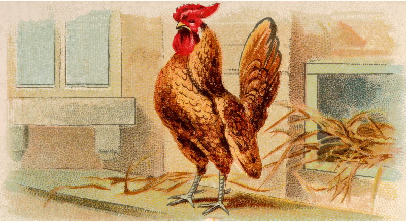 Cigarette card - Gold Laced Bantam