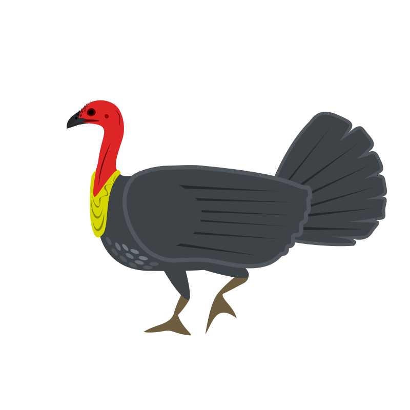 Australian Brush-turkey