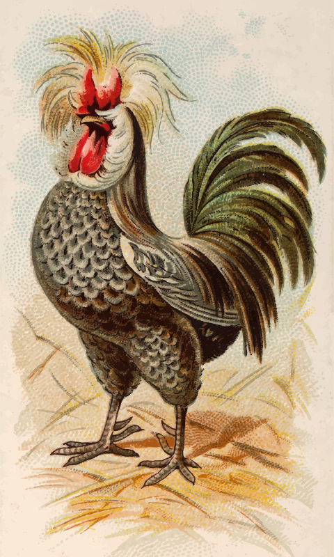 Cigarette card - Houdan Cock