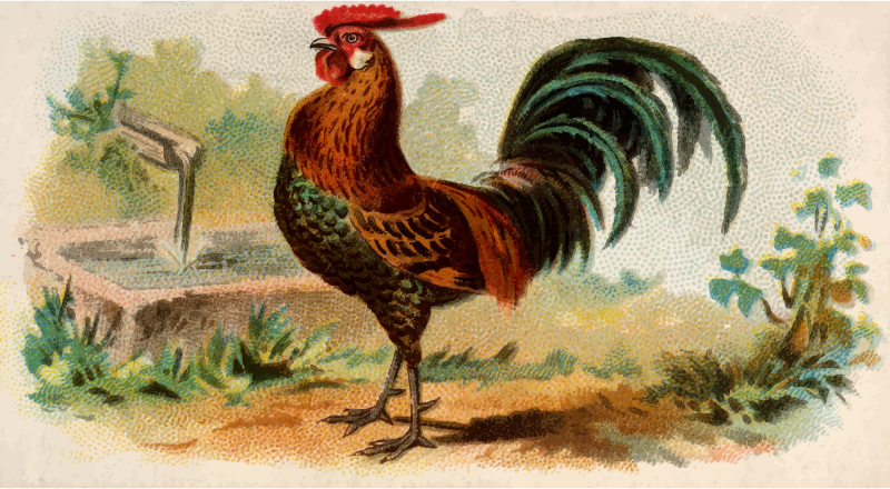 Cigarette card - Golden Spangled Hamburgh Cock