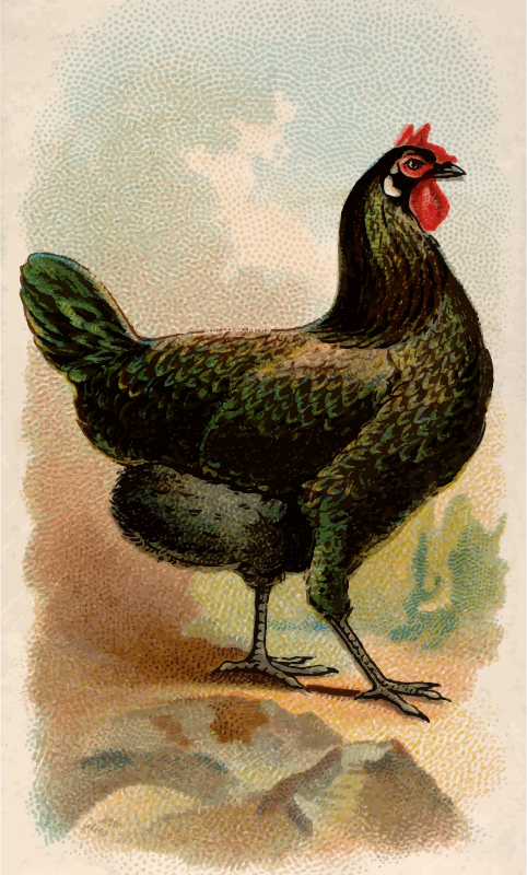 Cigarette card - La Fleche Hen