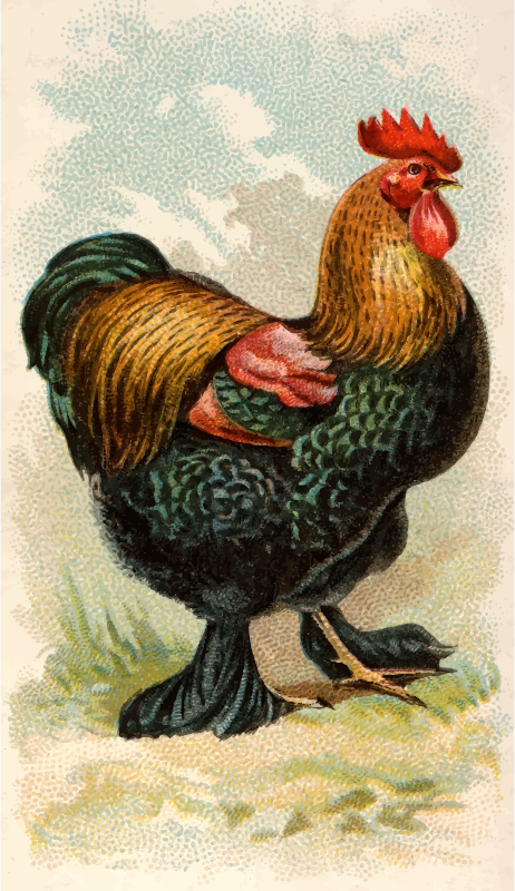 Cigarette card - Partridge Cochin Cock