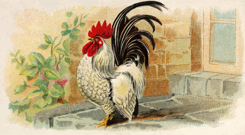 Cigarette card - Japanese Bantam