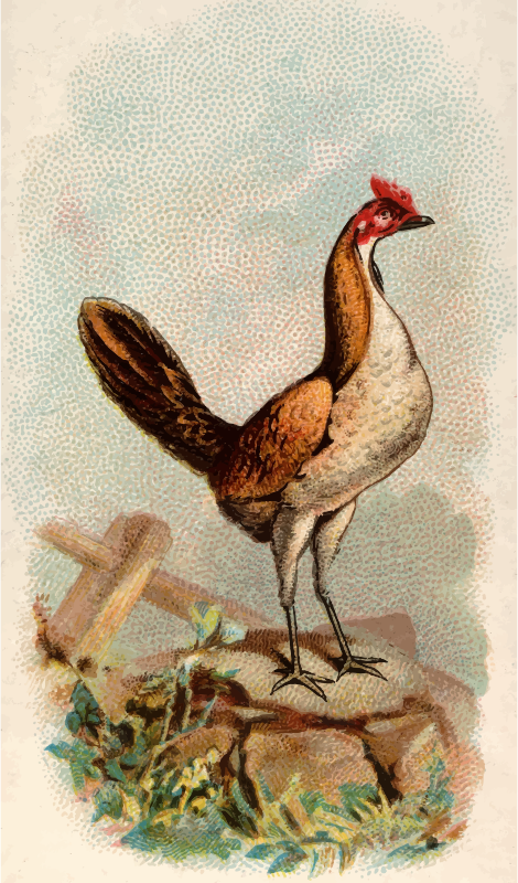 Cigarette card - Wheaten Game Hen