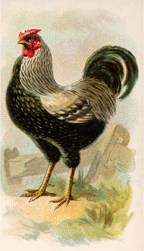 Cigarette card - Wyandotte Cock