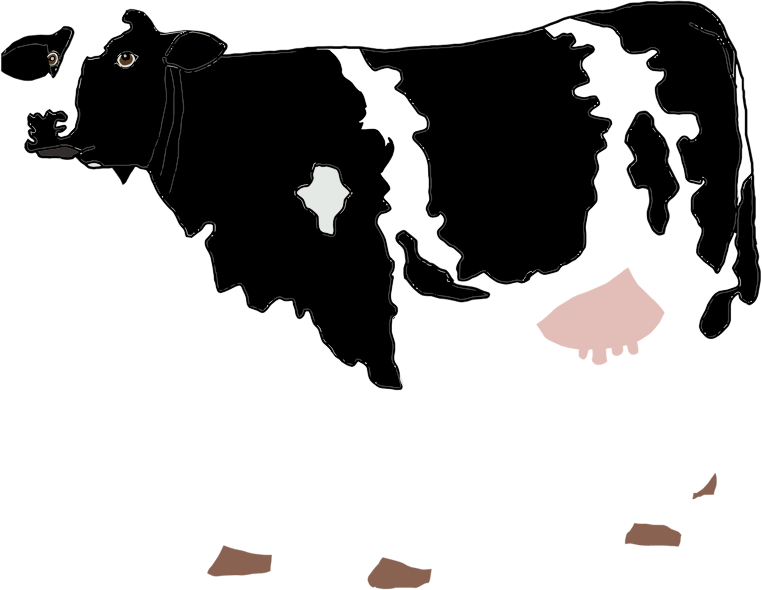 Realistic Cow Illustration