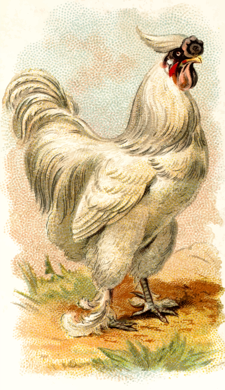 Gigarette card - Silky Cock