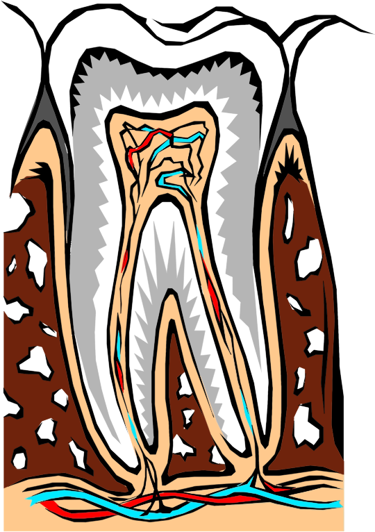 Tooth Cross Section Illustration