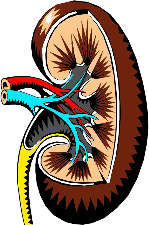 Kidney Cross Section Illustration