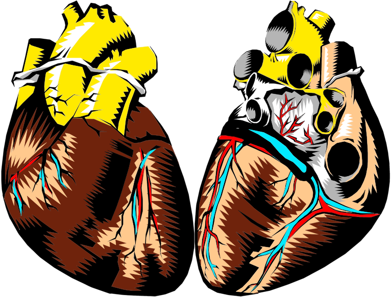 Heart Cross Section Illustration