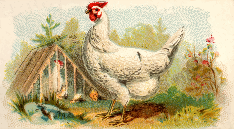 Cigarette card - White Dorking Hen