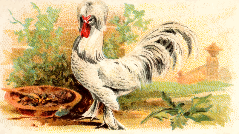 Cigarette card - Sultan Fowl