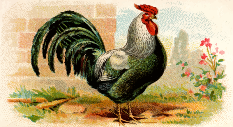 Cigarette card - Rose-Combed Dorking Cock