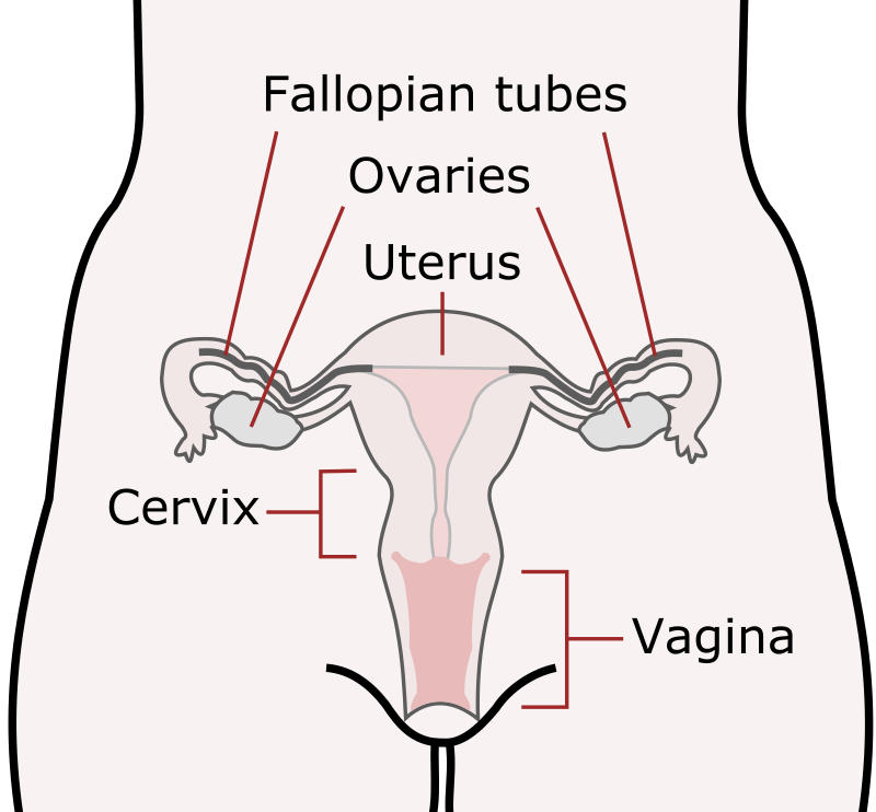 Female Reproductive Organs