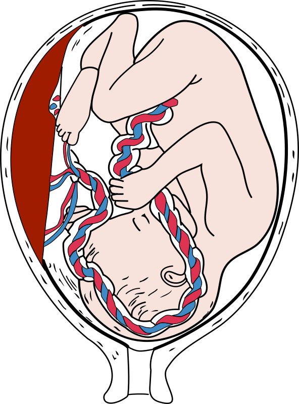 Placenta and Fetus