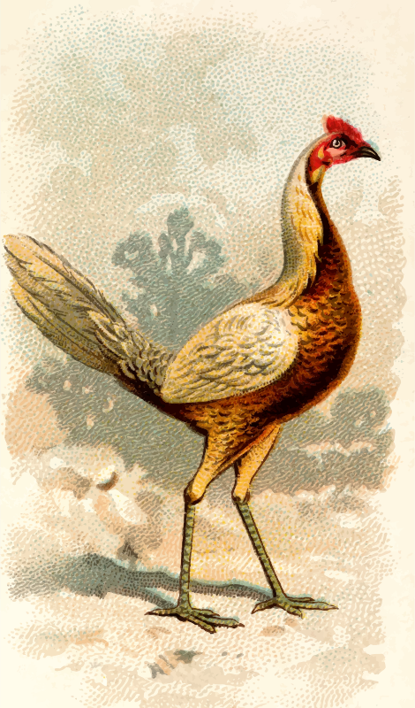 Cigarette card - Pile Game Hen