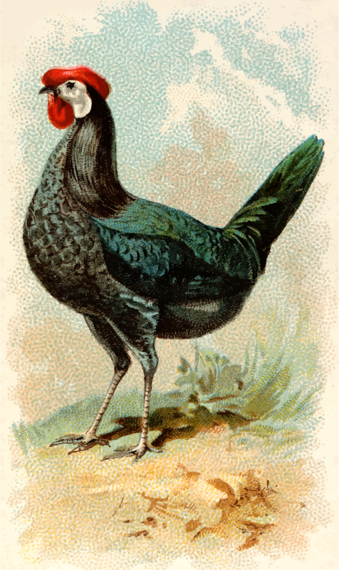 Cigarette card - White-Faced Black Spanish Hen