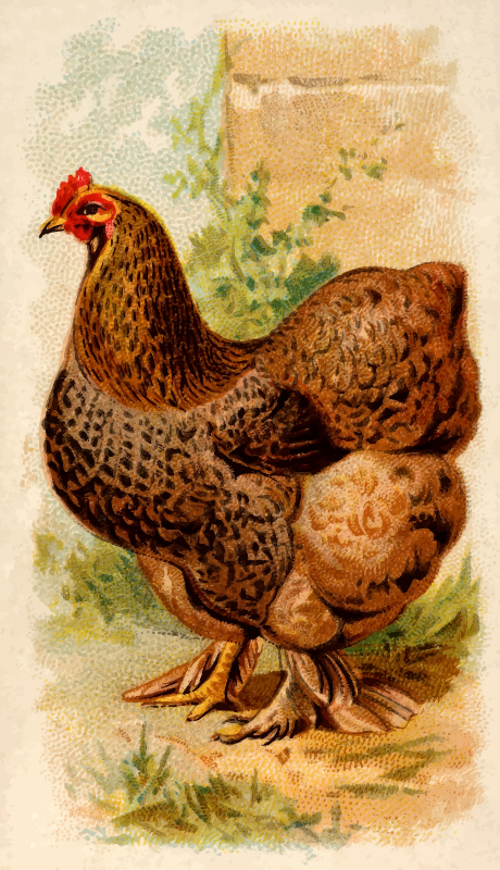 Cigarette card - Partridge Cochin Hen