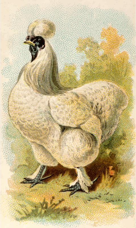 Cigarette card - Silky Hen