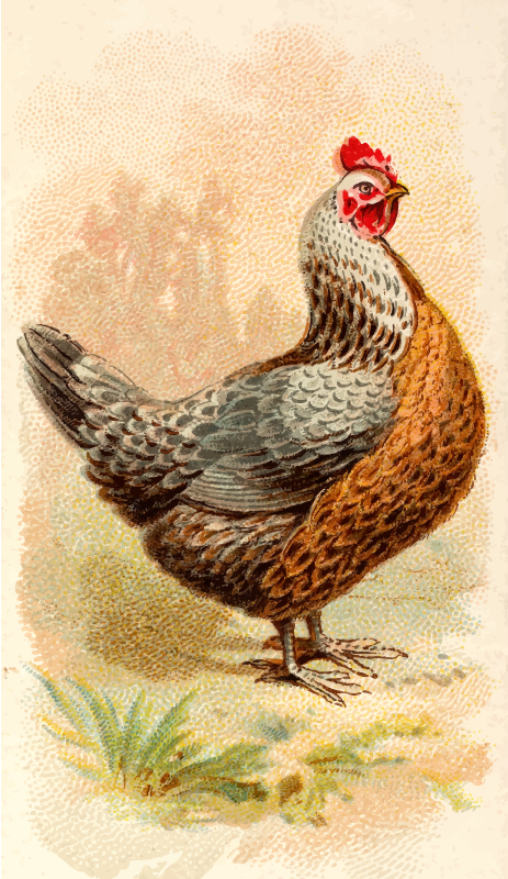 Cigarette card - Silver Grey Dorking Hen