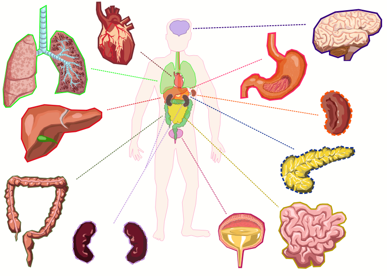 Organs of the human body