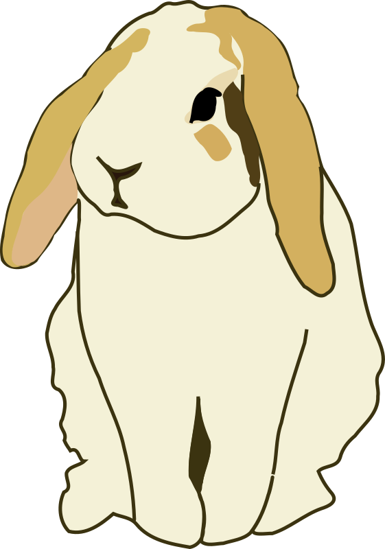 Lop eared rabbit