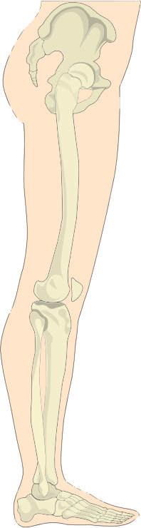 Human Legs Sideview