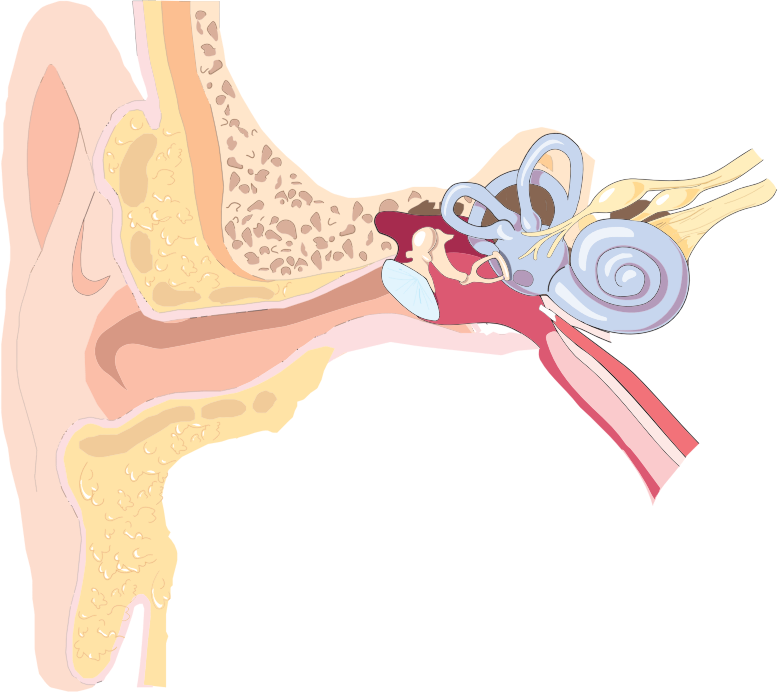 Ear Anatomy