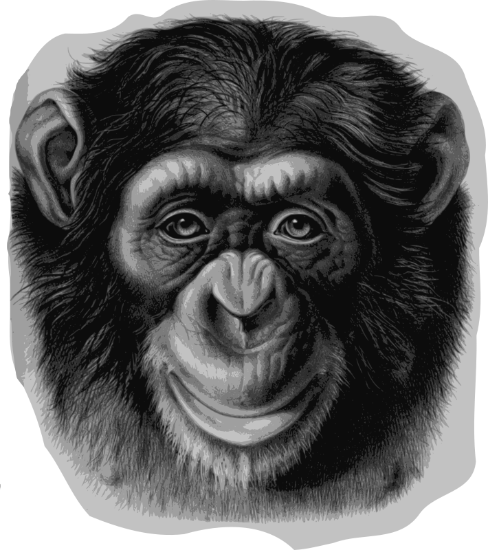 Chimpanzee Head