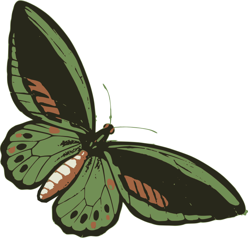 Green Butterfly