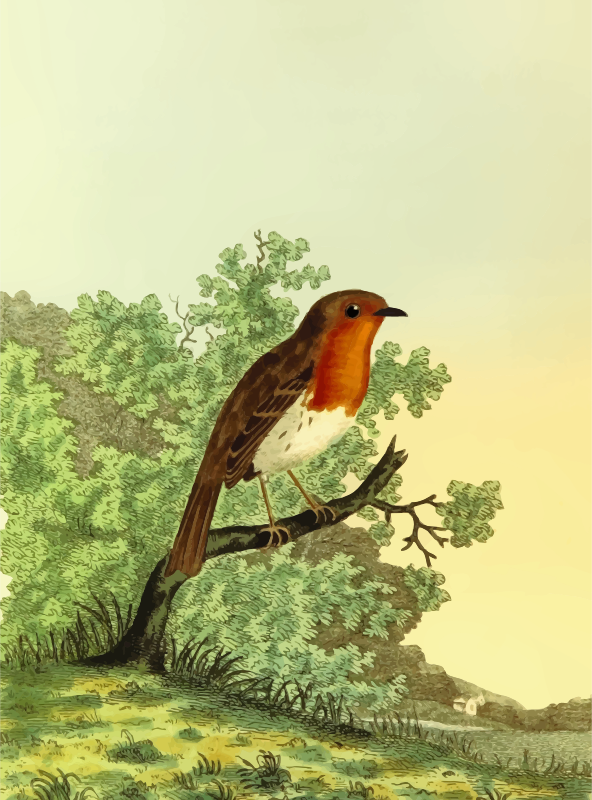 European robin